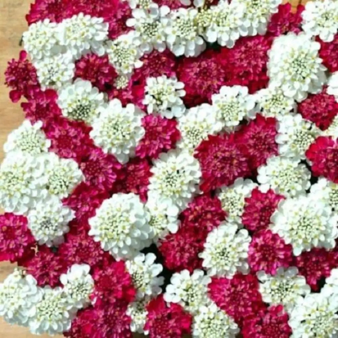 Candytuft Seeds – Red & White Mix