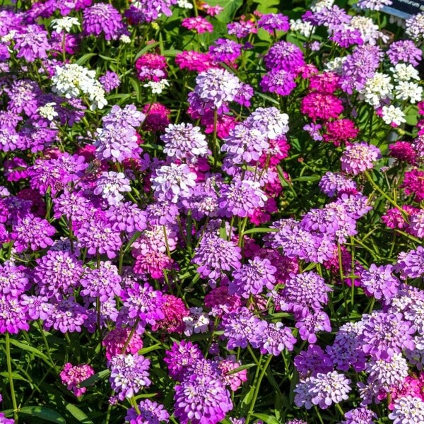 Candytuft Seeds – Wildflower Mix Heirloom
