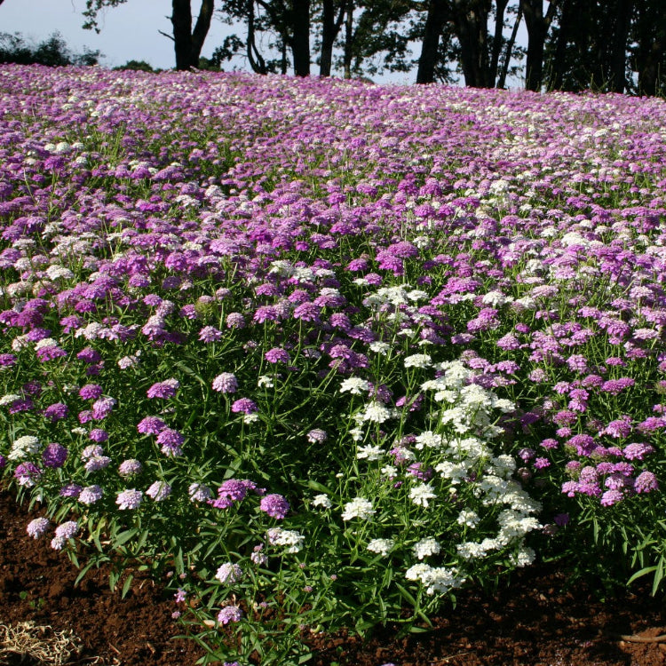 Candytuft Seeds – Wildflower Tall Mix
