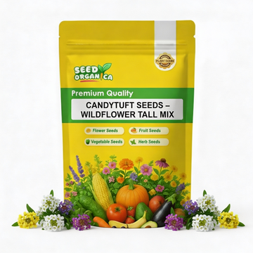 Candytuft Seeds – Wildflower Tall Mix
