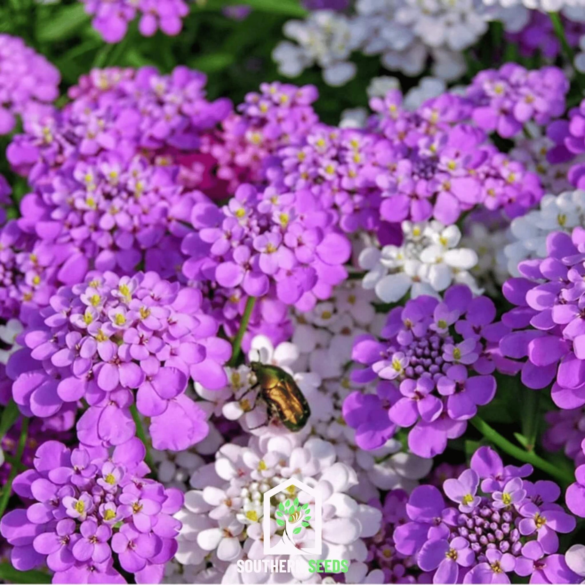 Candytuft Seeds – Wildflower Mix Heirloom
