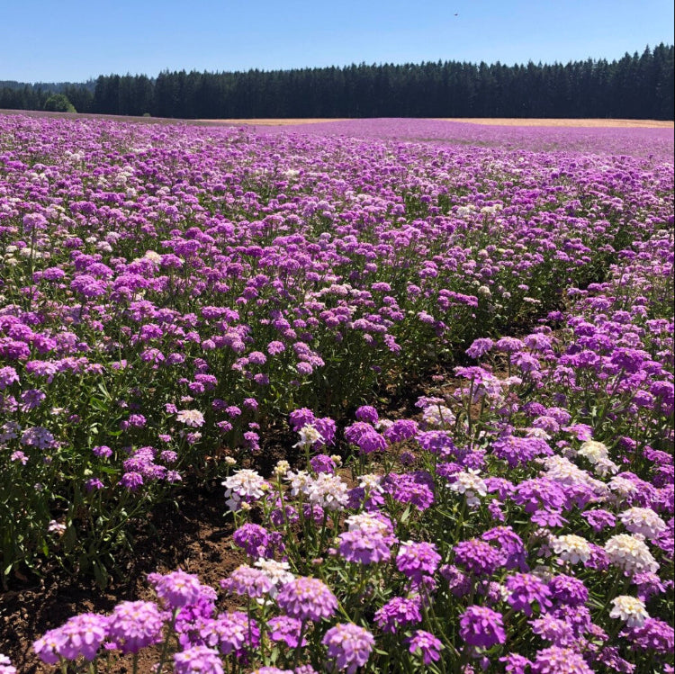 Candytuft Seeds – Wildflower Tall Mix
