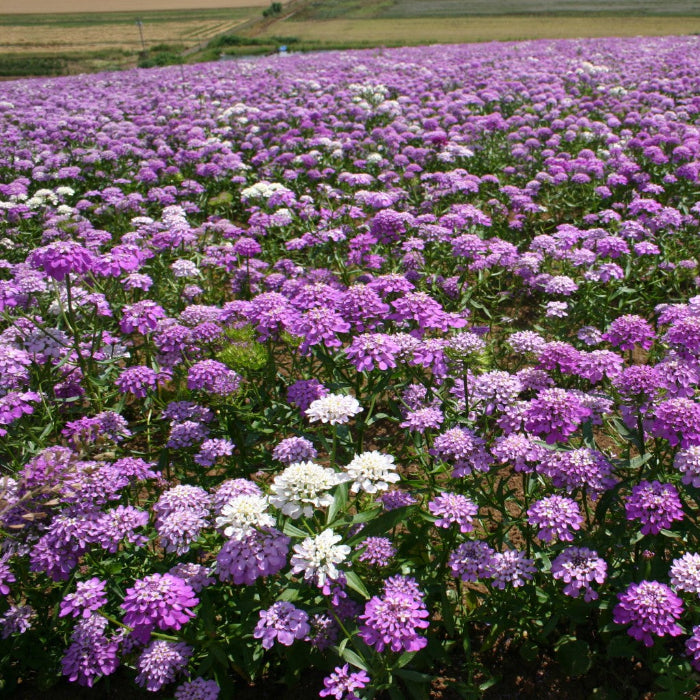 Candytuft Seeds – Wildflower Tall Mix
