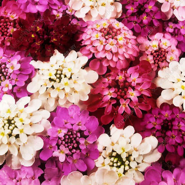 Candytuft iberis Seeds – Red & White Mix