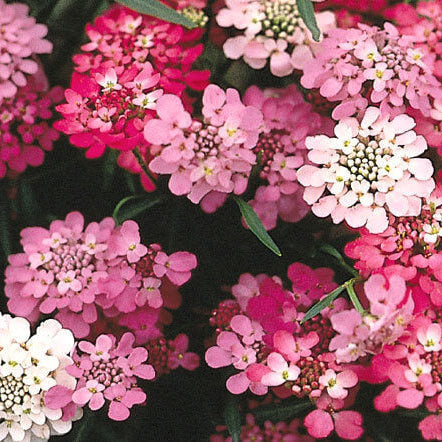 Candytuft iberis Seeds – Red & White Mix