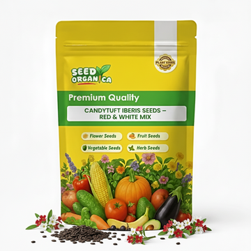 Candytuft iberis Seeds – Red & White Mix