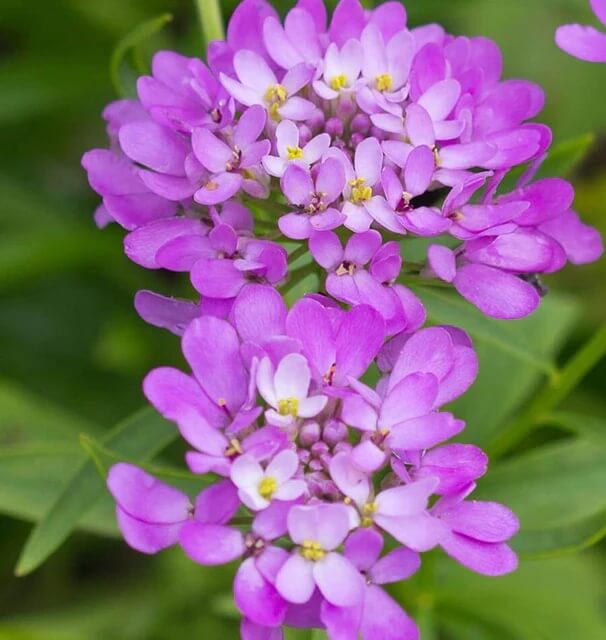 Candytuft iberis Seeds – Violet