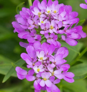 Candytuft iberis Seeds – Violet