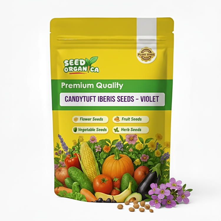 Candytuft iberis Seeds – Violet