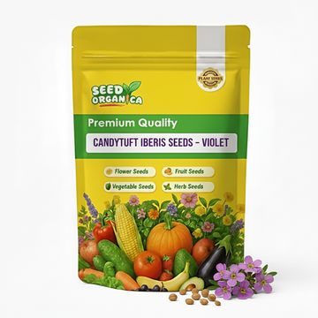 Candytuft iberis Seeds – Violet