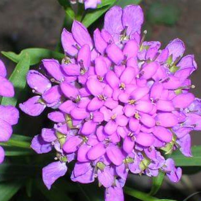 Candytuft iberis Seeds – Violet
