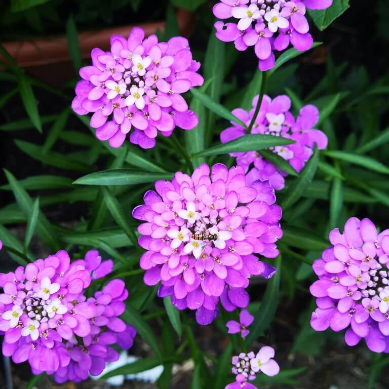 Candytuft iberis Seeds – Violet