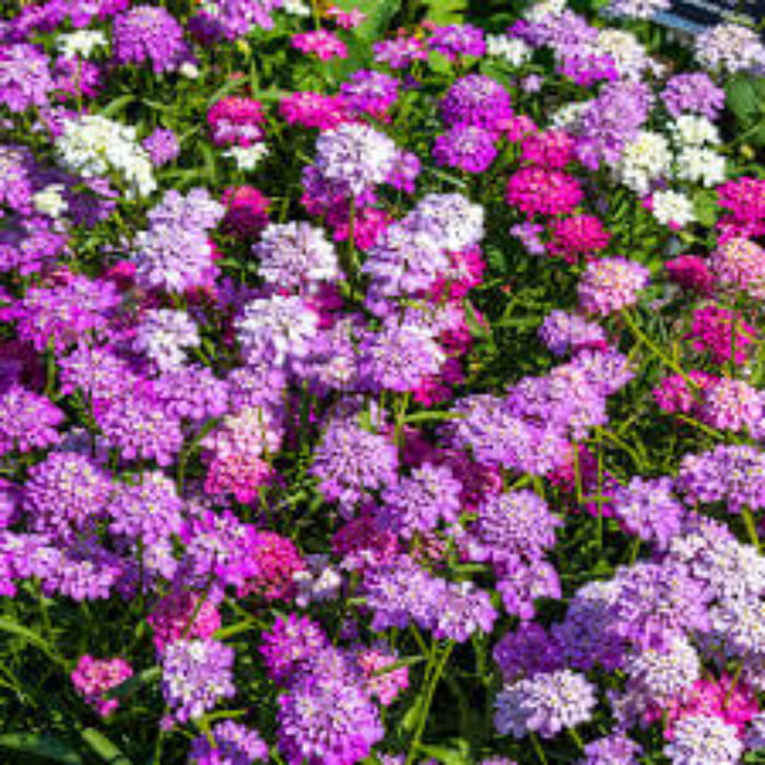 Candytuft  ibris Seeds – Fairyland Mix