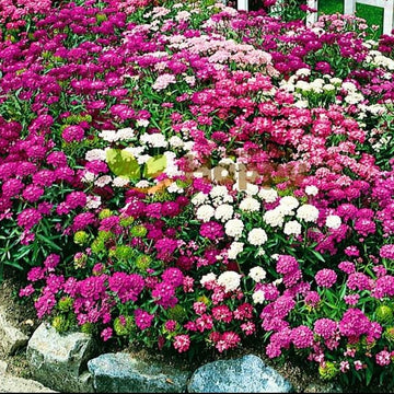 Candytuft  ibris Seeds – Fairyland Mix