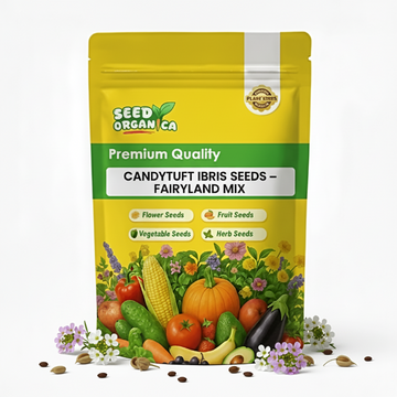 Candytuft  ibris Seeds – Fairyland Mix