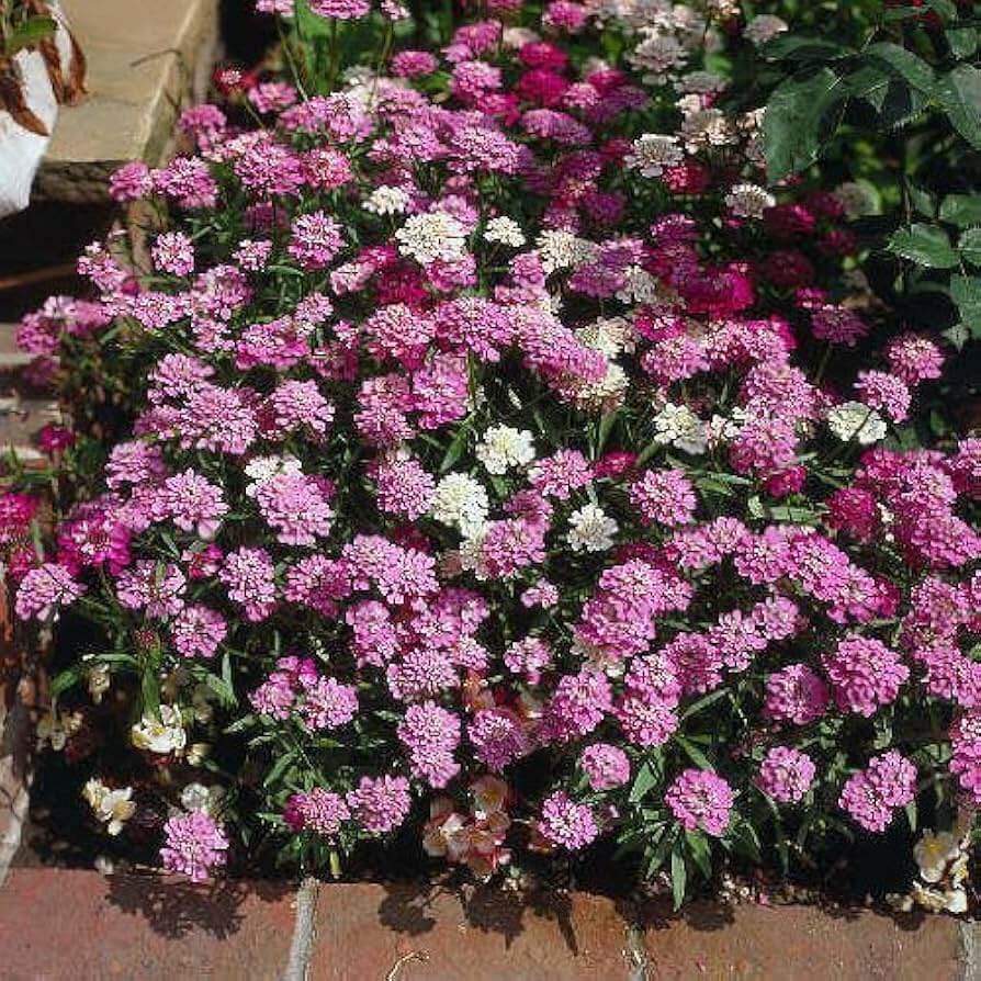 Candytuft  ibris Seeds – Fairyland Mix