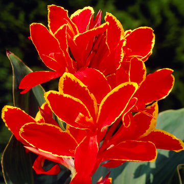 Canna Seeds - Lucifer
