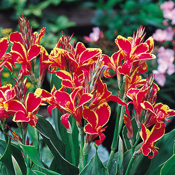 Canna Seeds - Lucifer
