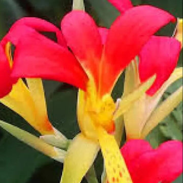 Canna Brasiliensis Seeds – Tropical Red Canna
