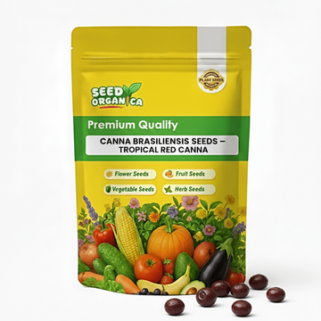 Canna Brasiliensis Seeds – Tropical Red Canna