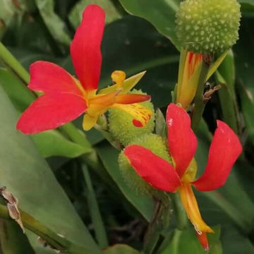 Canna Brasiliensis Seeds – Tropical Red Canna
