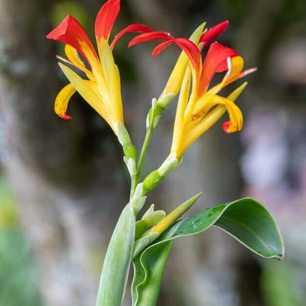 Canna Brasiliensis Seeds – Tropical Red Canna
