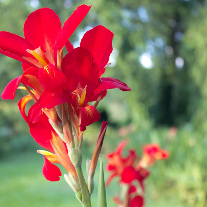 Canna Lily Seeds – Red
