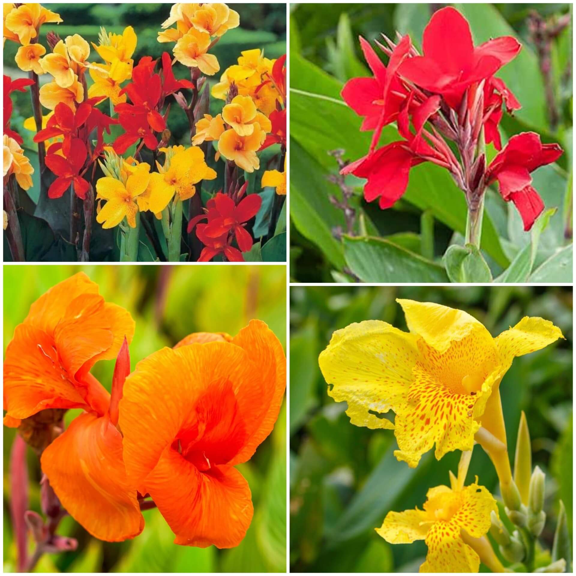 Canna Lily Seeds - All In One For Home Gardens