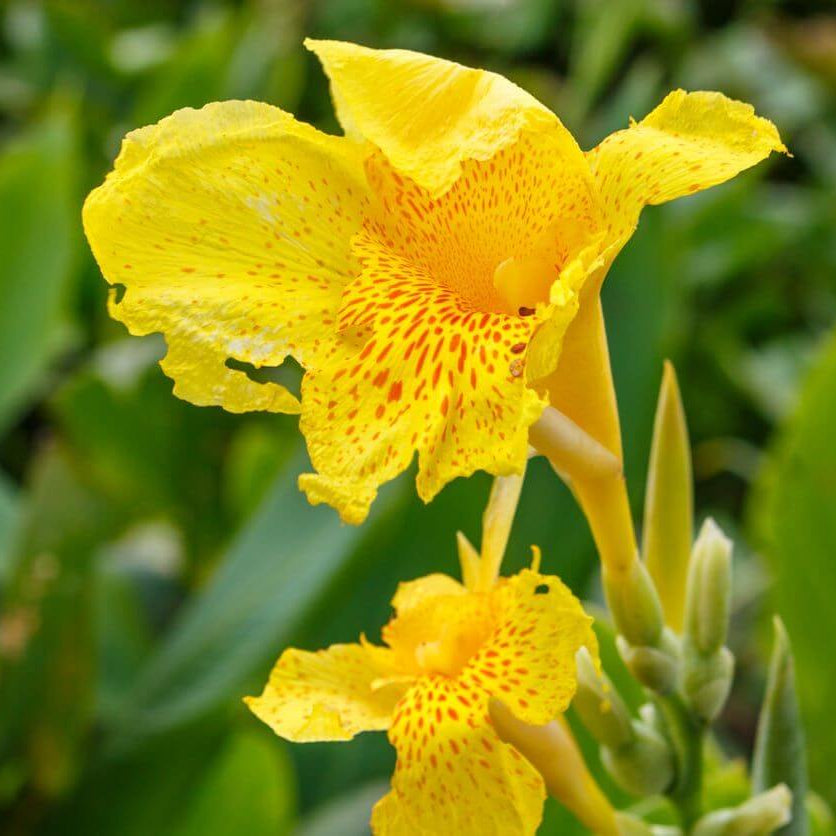 Canna Lily Seeds - All In One For Home Gardens