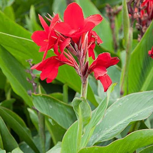 Canna Lily Seeds - All In One For Home Gardens
