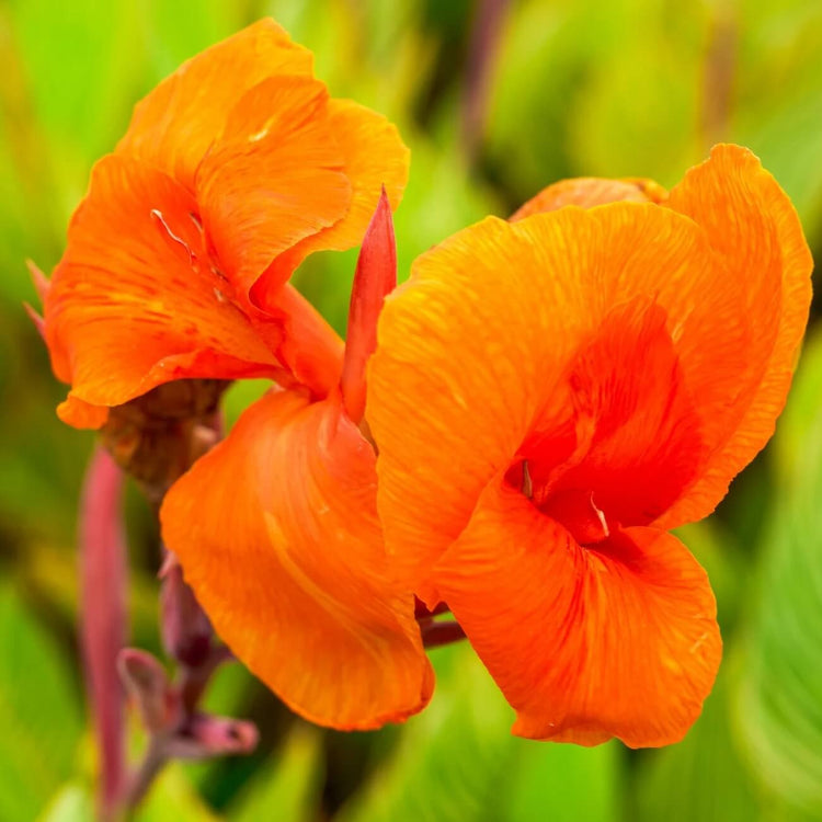 Canna Lily Seeds - All In One For Home Gardens