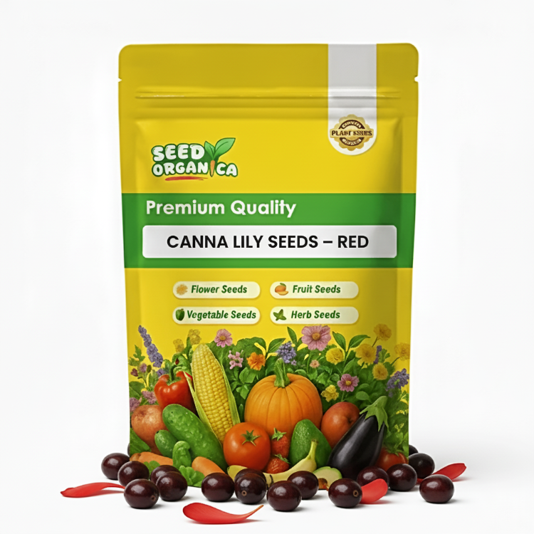 Canna Lily Seeds – Red