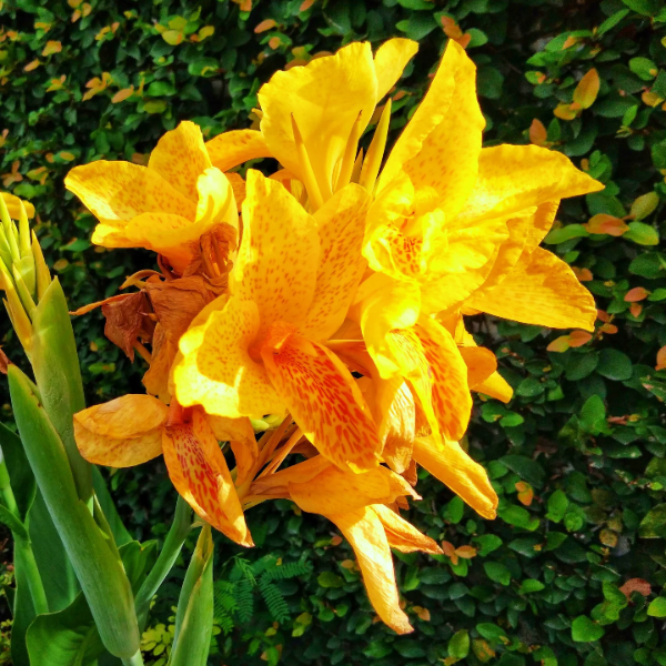 Canna Lily Seeds – Yellow
