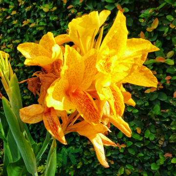 Canna Lily Seeds – Yellow
