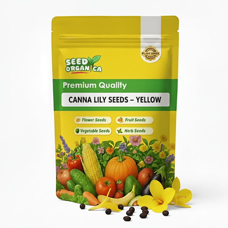 Canna Lily Seeds – Yellow