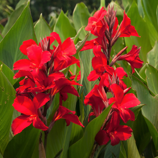 Canna Lily Seeds – Tropical Perennial
