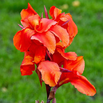 Canna Lily Seeds – Tropical Perennial
