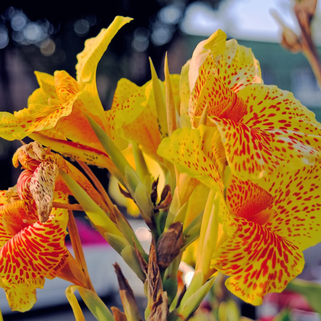 Canna Lily Seeds – Yellow
