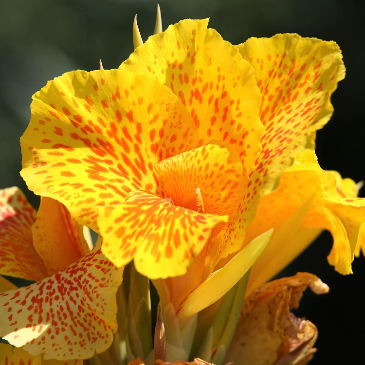 Canna Lily Seeds  – Yellow 