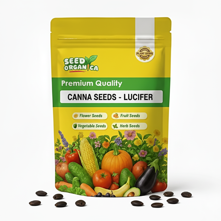 Canna Seeds - Lucifer
