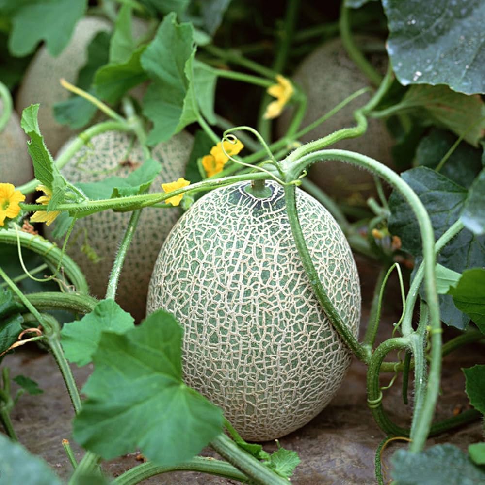 Cantaloupe Seeds - Tuscan
