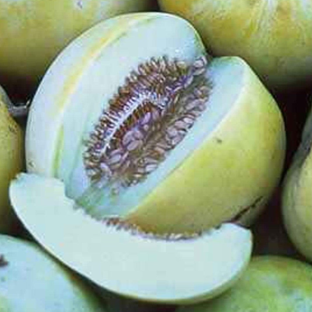 Cantaloupe Seeds – Blue