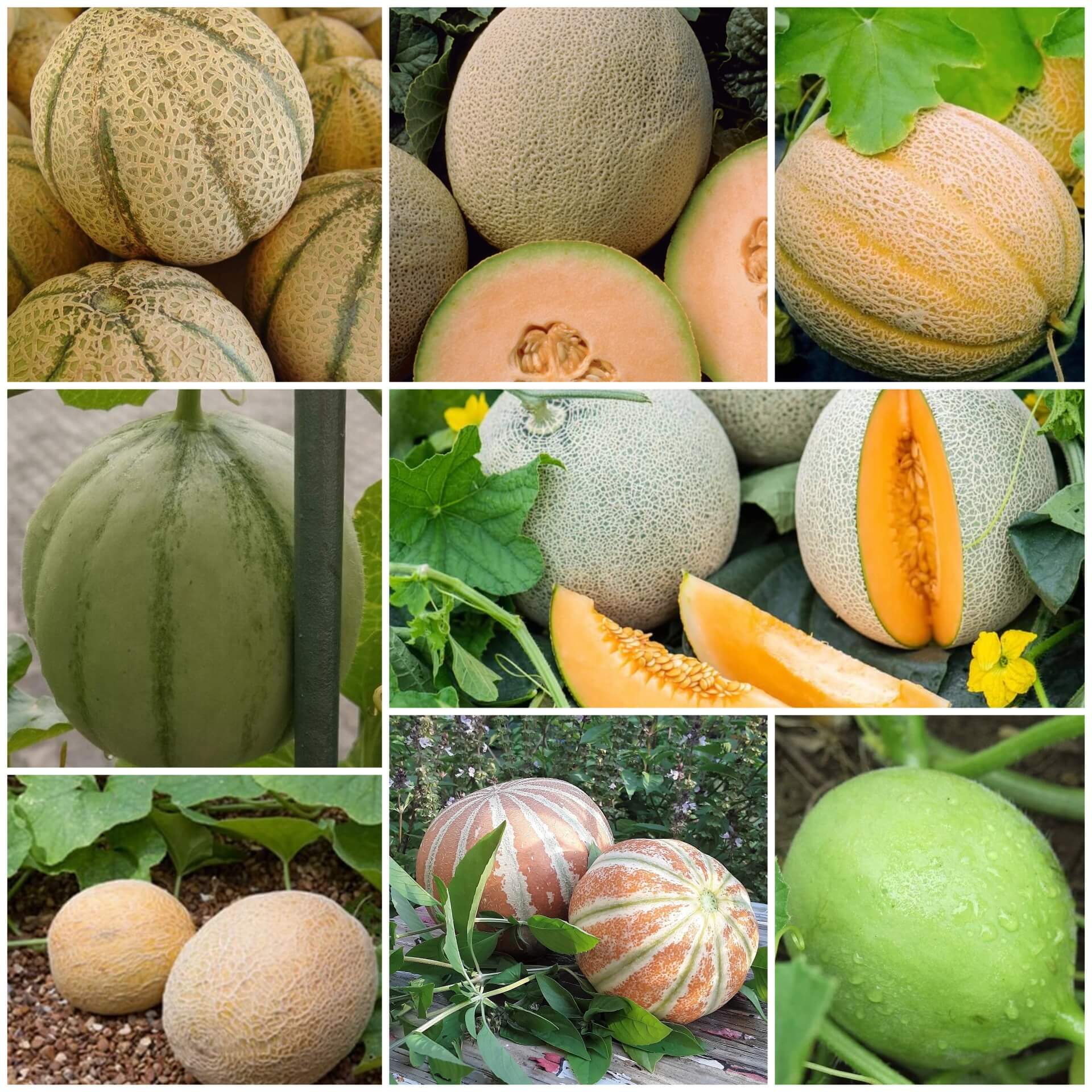 Cantaloupe Seeds - All In One For Home Gardens