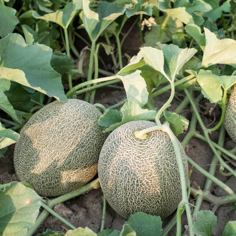 Cantaloupe Seeds - All In One For Home Gardens