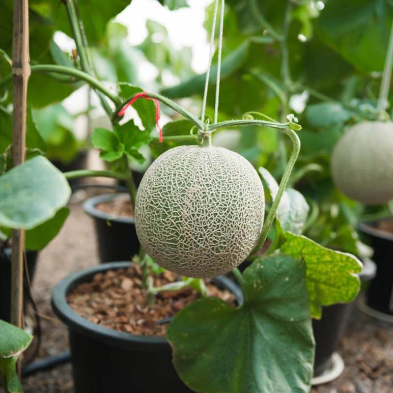 Cantaloupe Seeds - All In One For Home Gardens