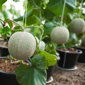 Cantaloupe Seeds - fruit Plant for Home Gardens