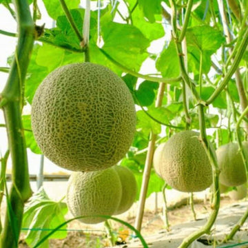 Cantaloupe Seeds - fruit Plant for Home Gardens