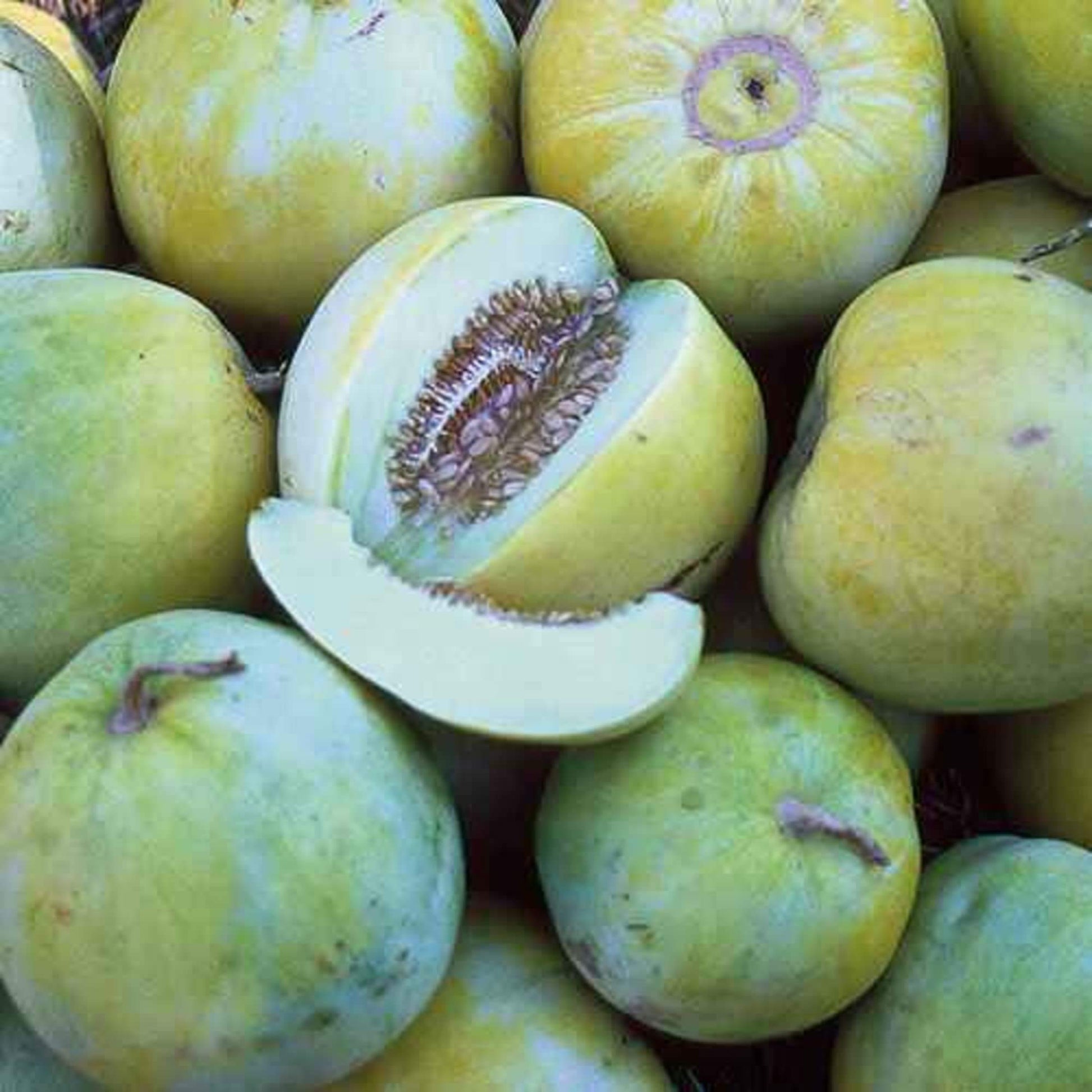 Cantaloupe Seeds – Blue