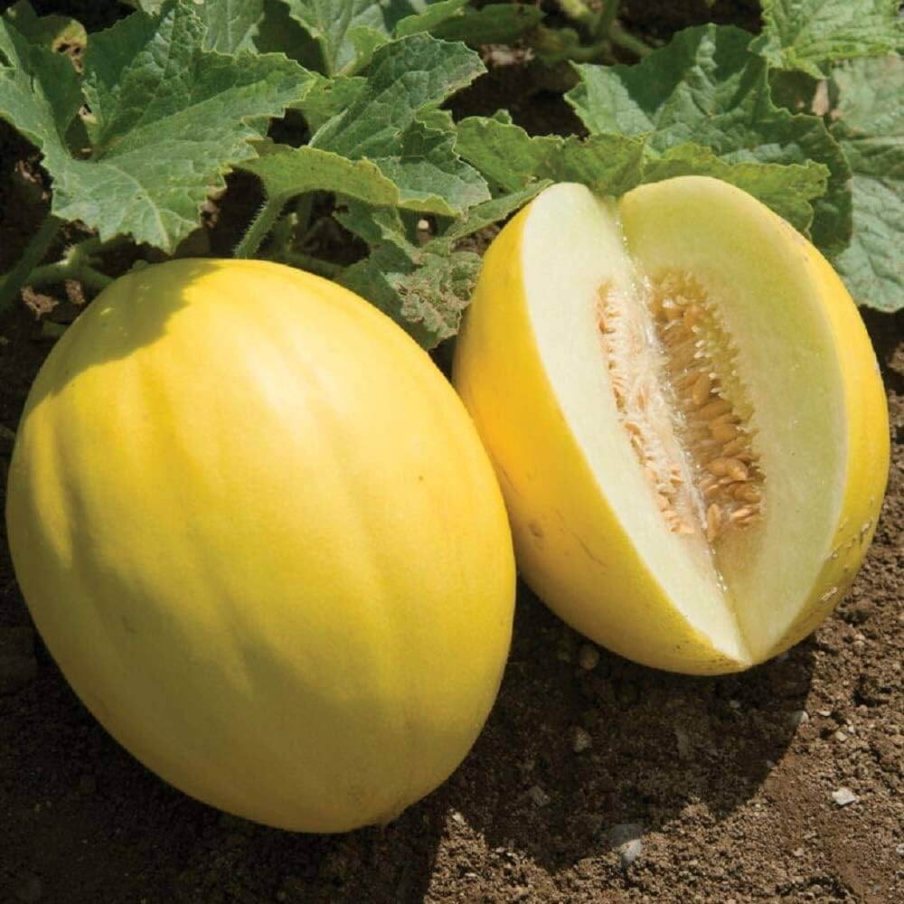 Cantaloupe Seeds – Yellow