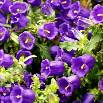 Canterbury Bells Seeds – Mixed Colors
